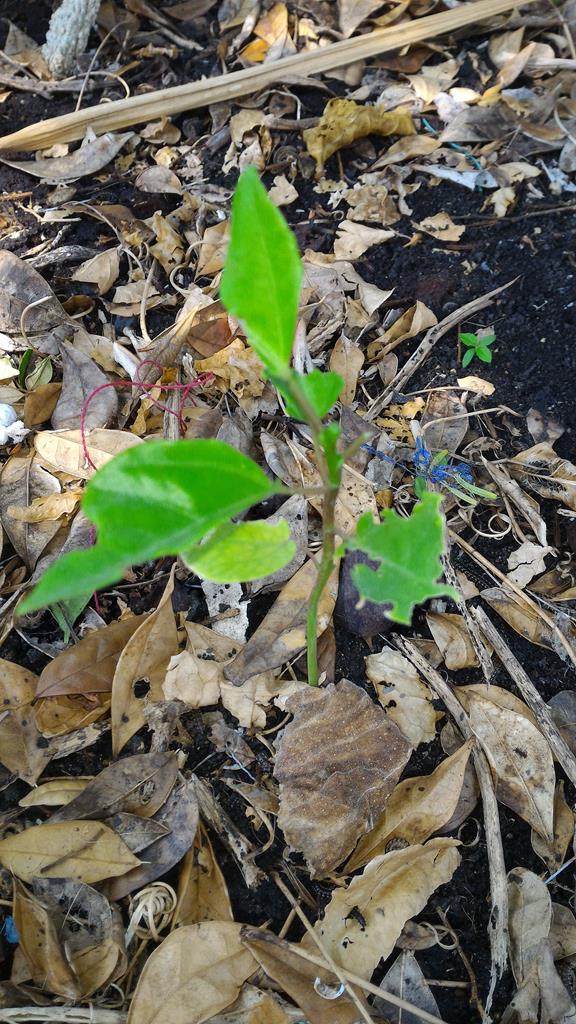 passion fruit seedling was attacked